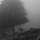 Damwild im Nebel