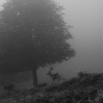 Damwild im Nebel