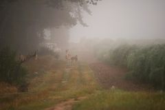 Damwild  im Nebel