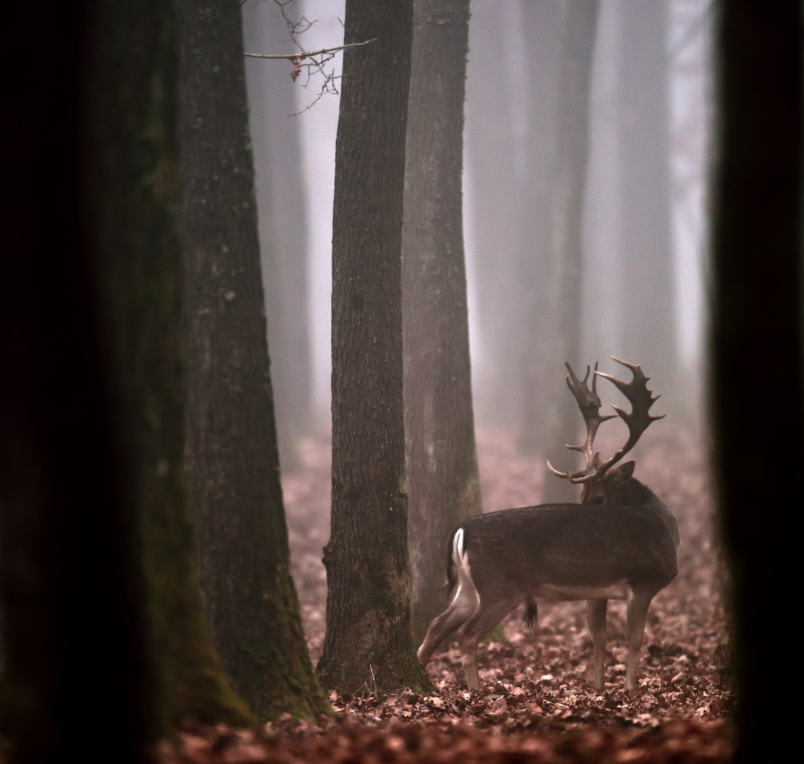 Damwild im Nebelwald