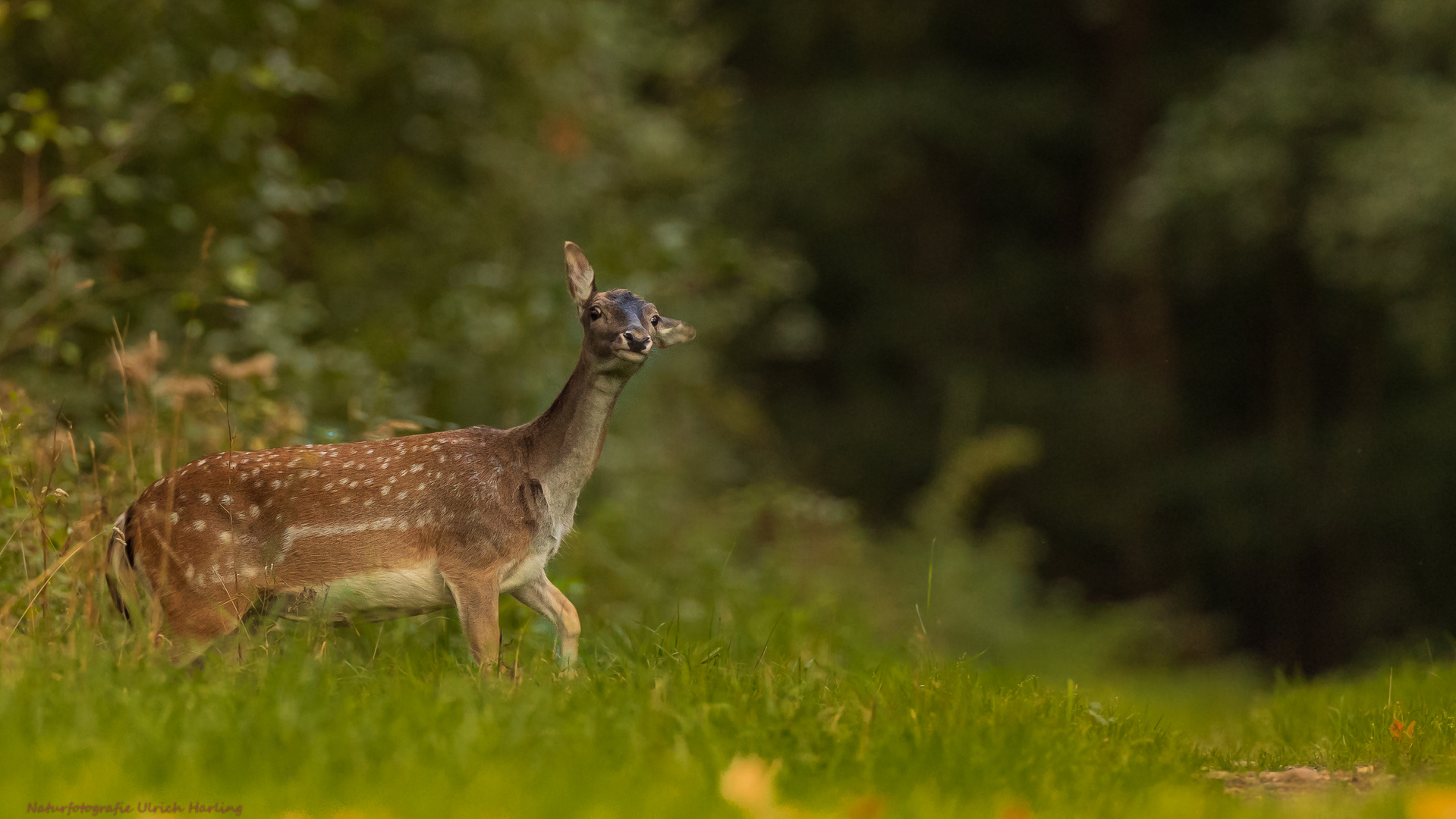 Damwild im Oktober (1 von 1)