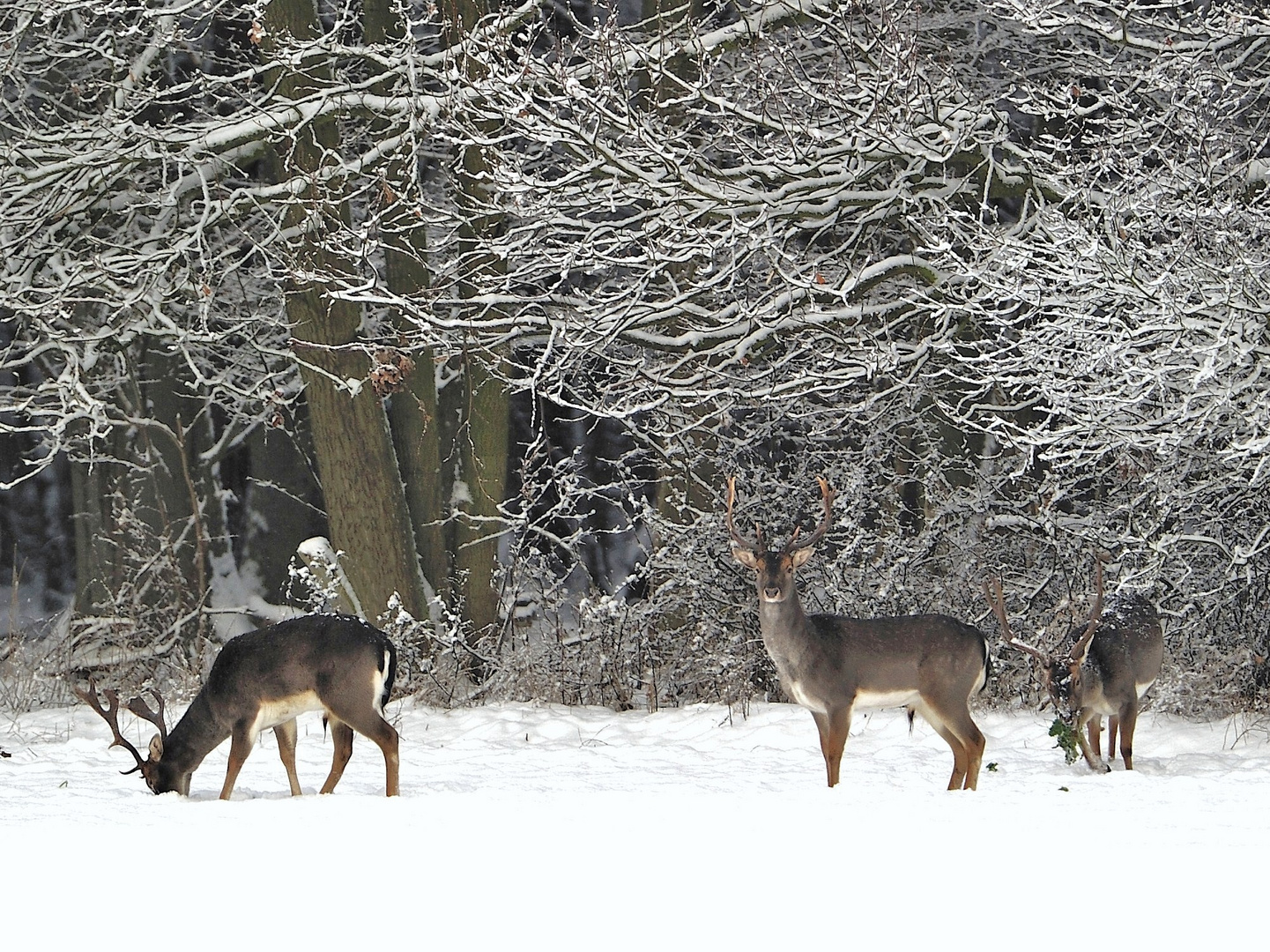 Damwild im Schnee