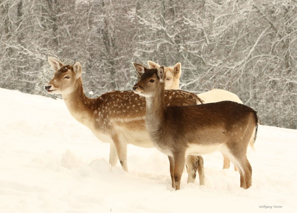 Damwild im Schnee