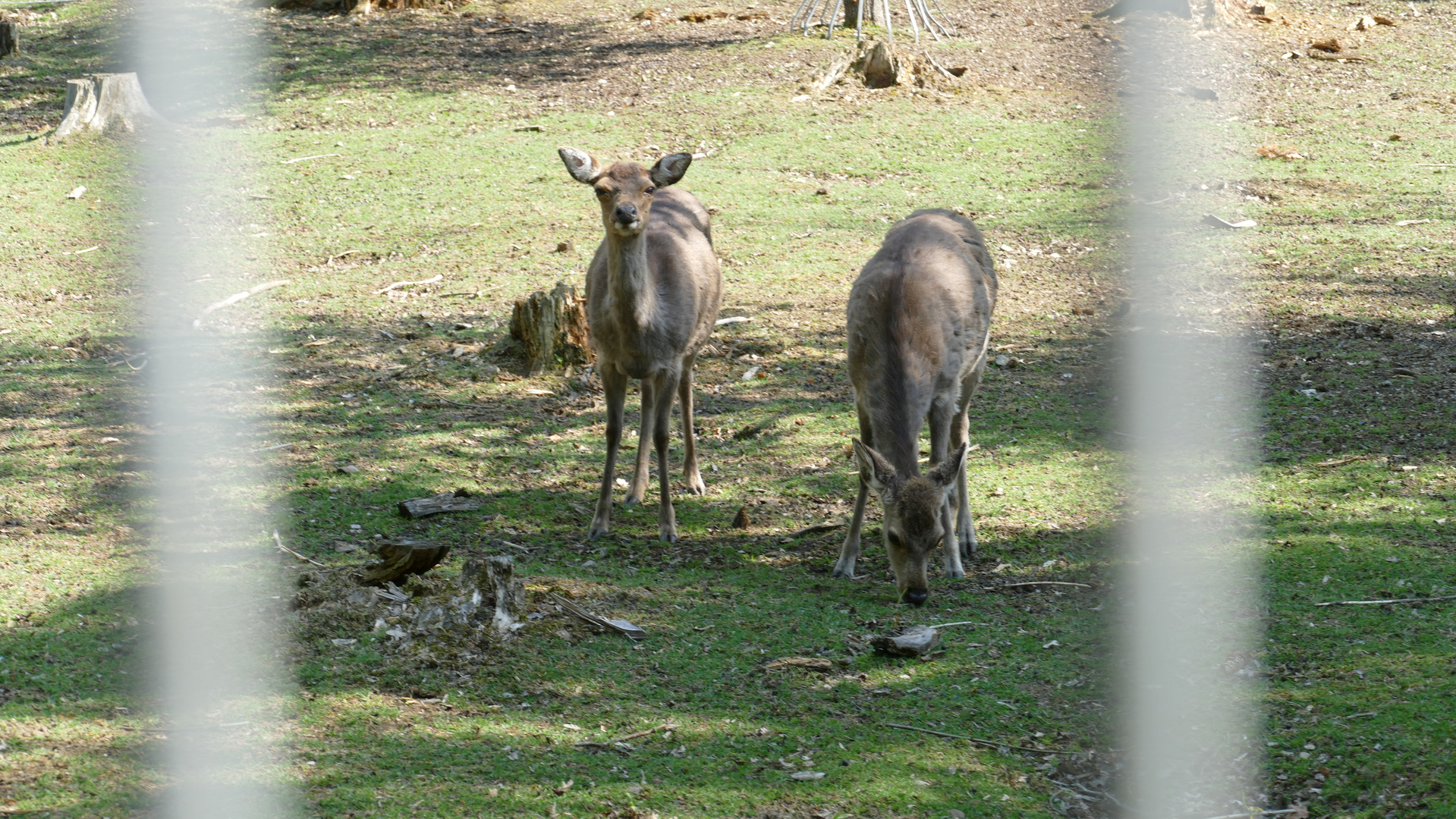 Damwild im Tiergehege Zeulenroda