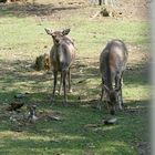 Damwild im Tiergehege Zeulenroda