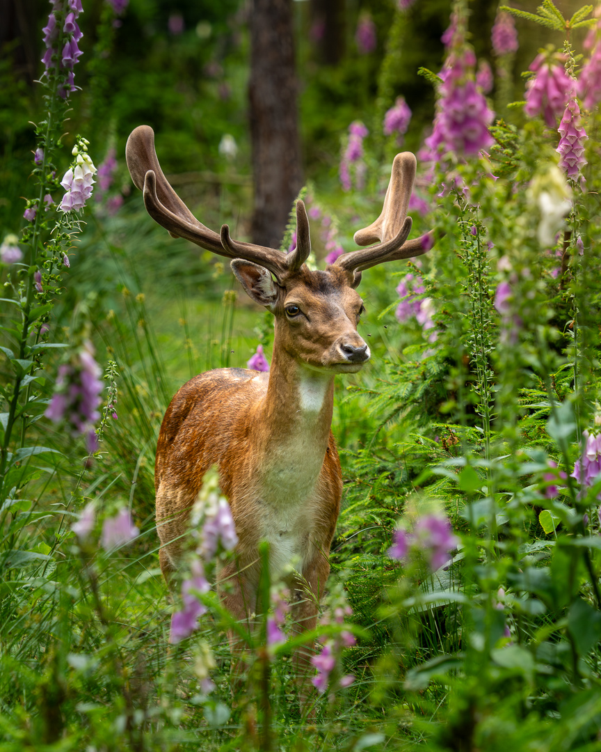 Damwild im Wildgatter Oberrabenstein Chemnitz