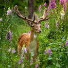 Damwild im Wildgatter Oberrabenstein Chemnitz