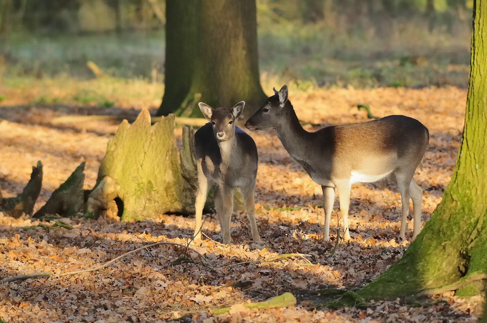 Damwild im Wildgehege in der tiefstehenden Sonne