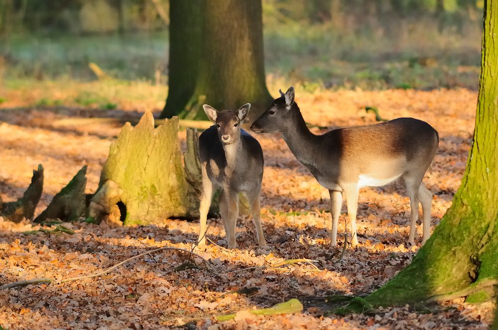 Damwild im Wildgehege in der tiefstehenden Sonne