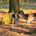 Damwild im Wildgehege in der tiefstehenden Sonne