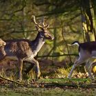 Damwild im Wildpark