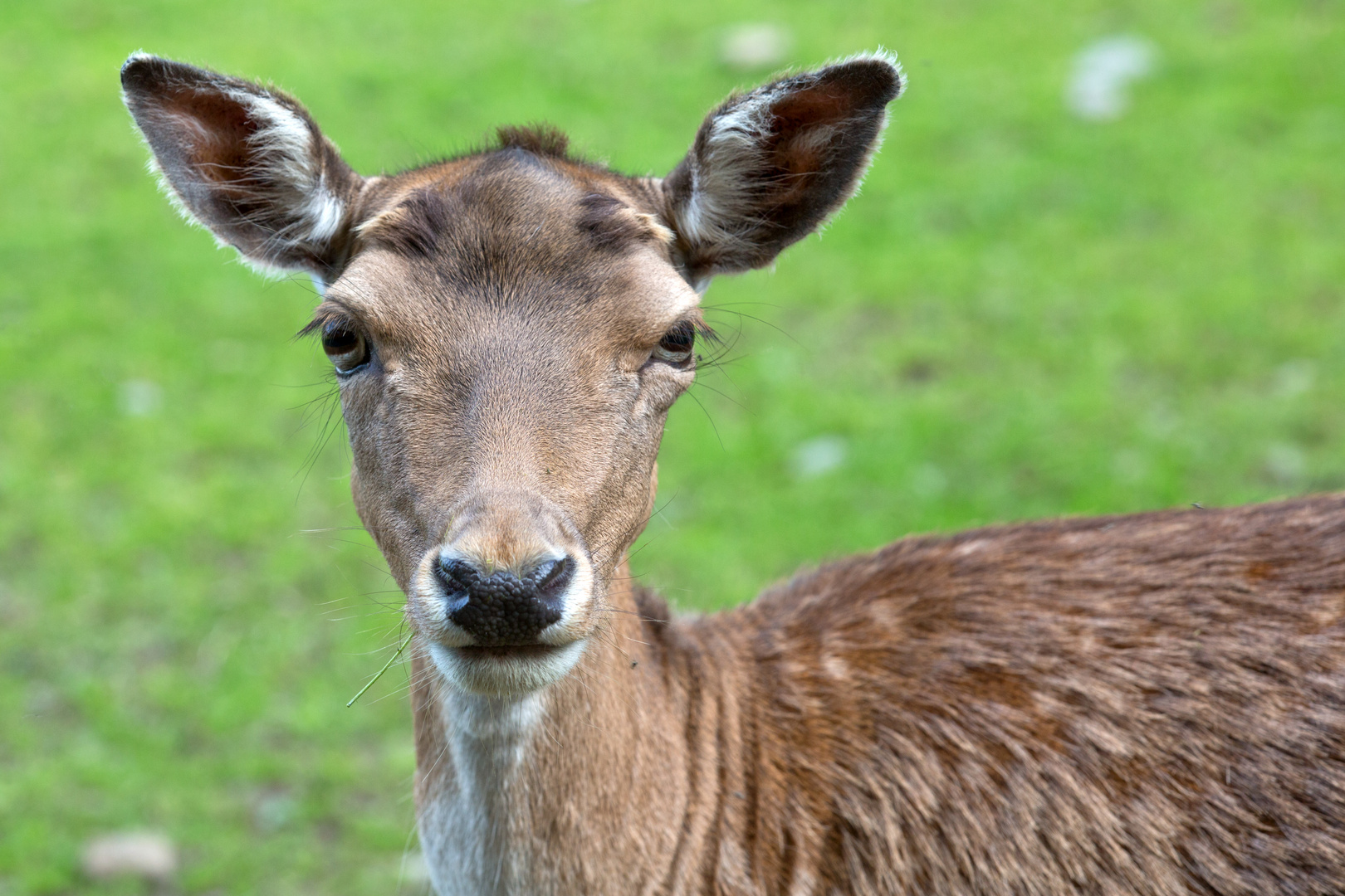 Damwild im Wildpark Dodenau