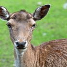 Damwild im Wildpark Dodenau