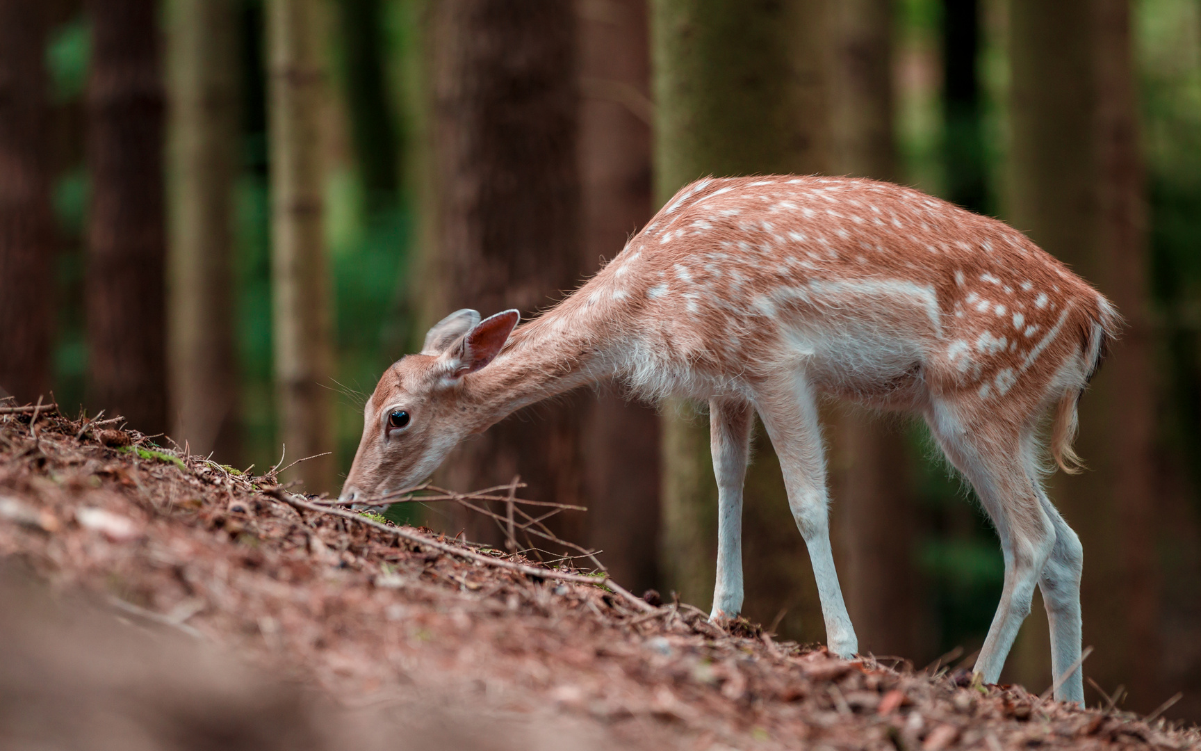 Damwild im Wildpark Schwarze Berge