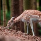 Damwild im Wildpark Schwarze Berge