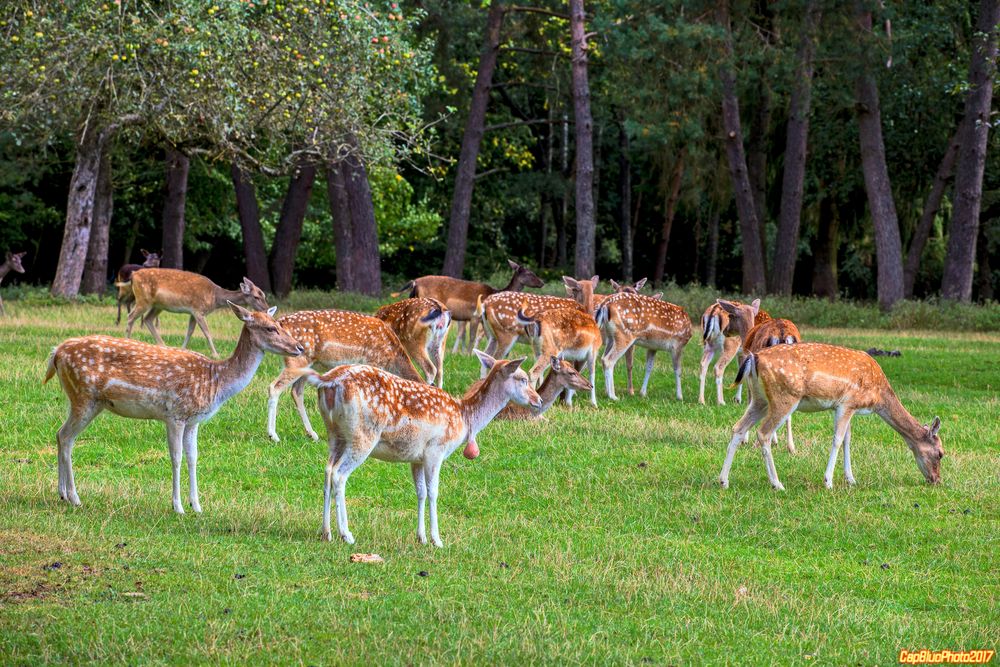 Damwild im Wildpark Silz 