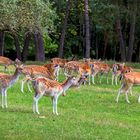 Damwild im Wildpark Silz 