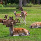 Damwild im Wildpark Silz