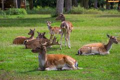 Damwild im Wildpark Silz