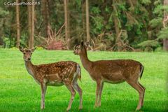 Damwild im Wildpark Silz