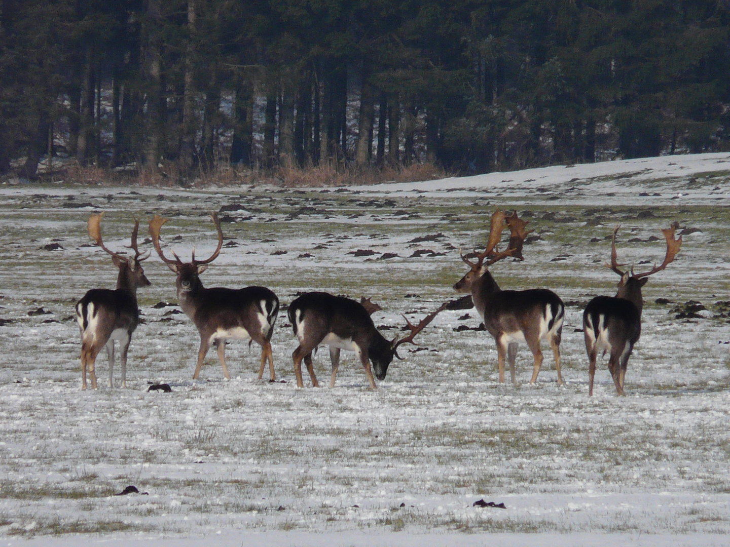 Damwild im Winter