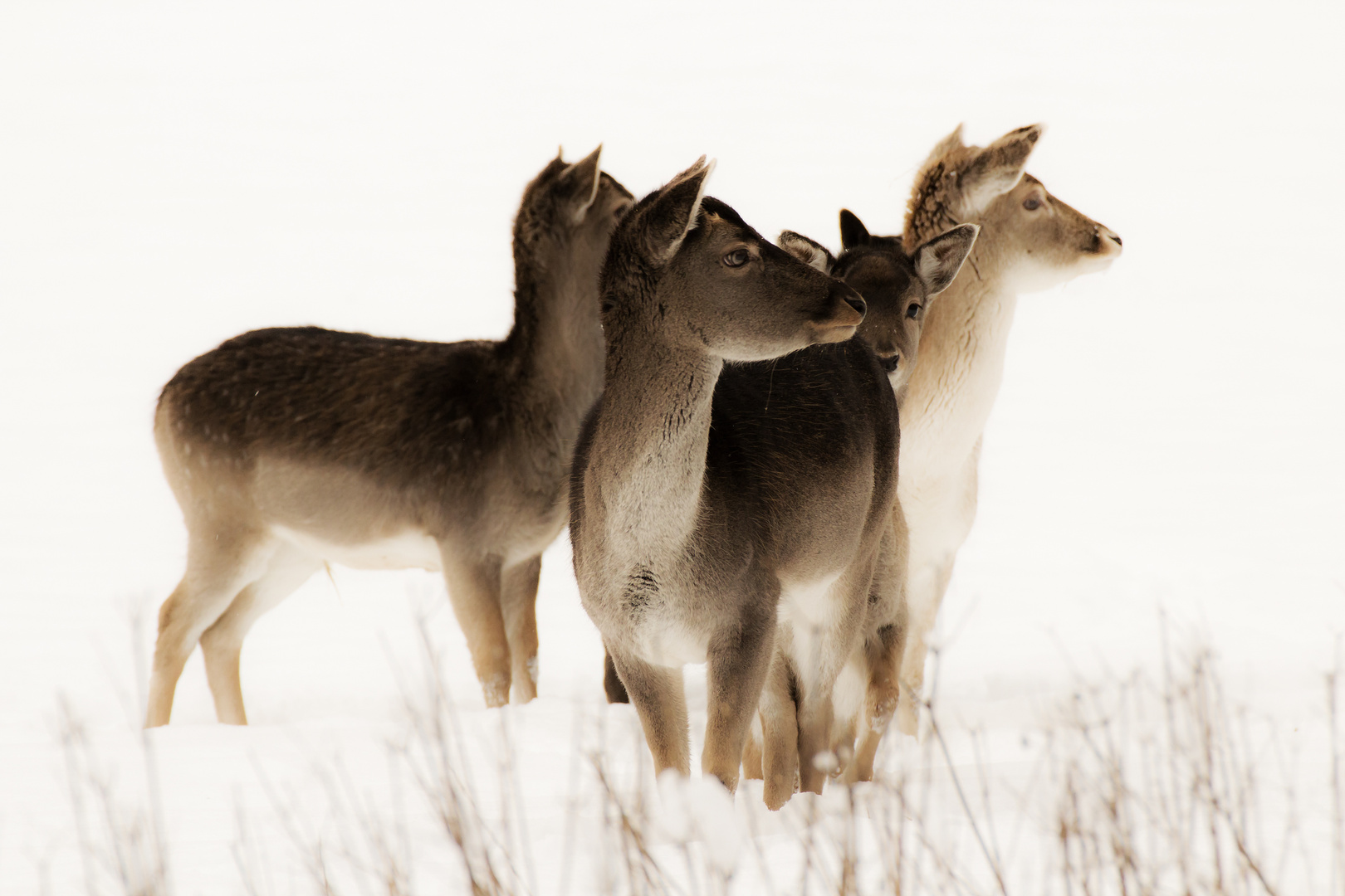 Damwild im Winter