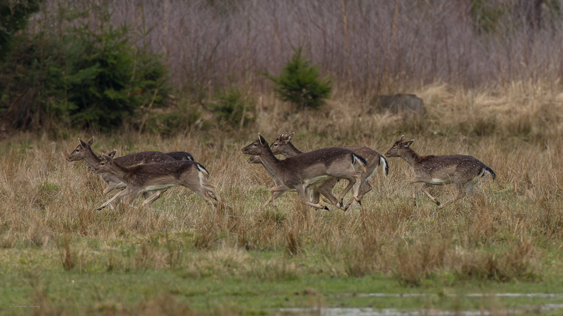 Damwild in Bewegung