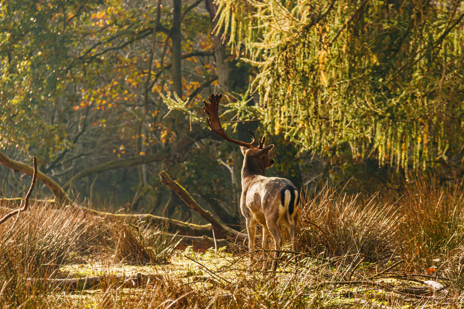 Damwild in der morgendlichen Herbstsonne 