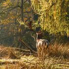 Damwild in der morgendlichen Herbstsonne 