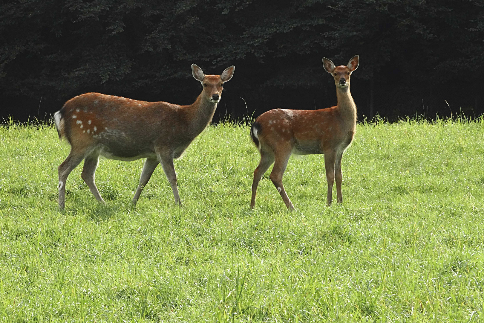 Damwild in Lauerstellung (Remstecken Koblenz)