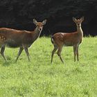 Damwild in Lauerstellung (Remstecken Koblenz)