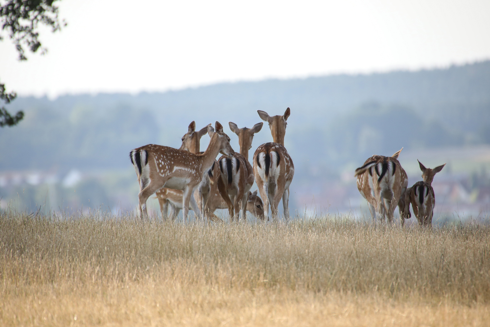 Damwild in Mittelfranken