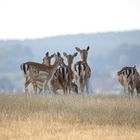 Damwild in Mittelfranken