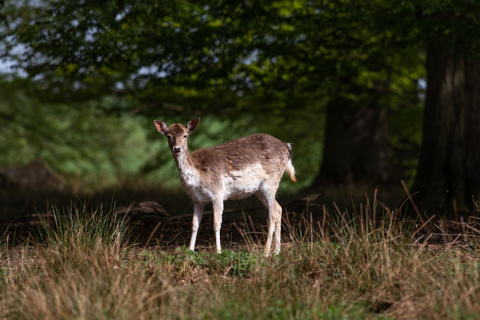 Damwild in Portraitstellung