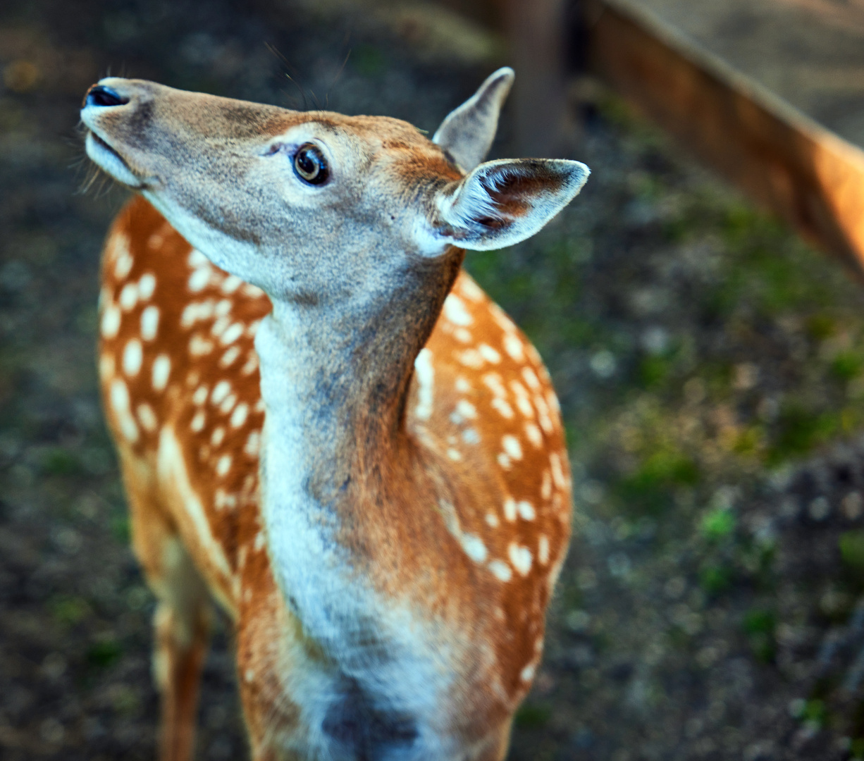 Damwild in Pose im Tierpark Worms