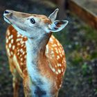 Damwild in Pose im Tierpark Worms