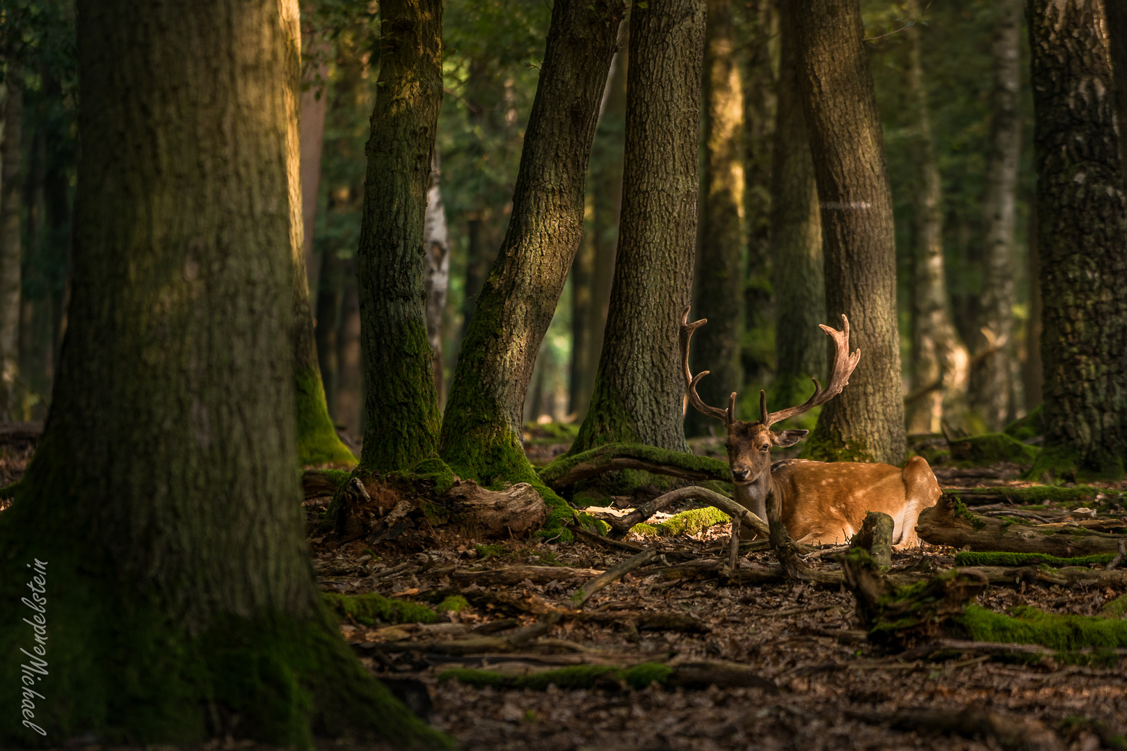 Damwild in schönen Licht