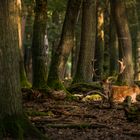 Damwild in schönen Licht