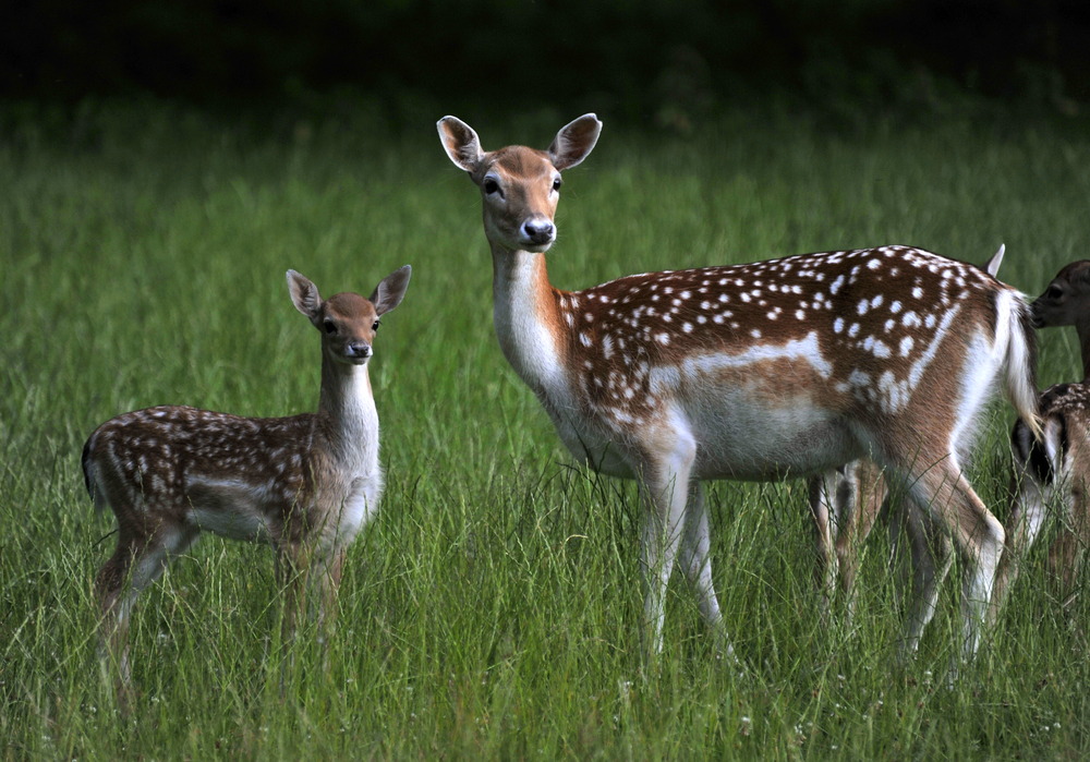 Damwild Kalb mit Mutter- Fallow dear calf with mother