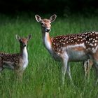 Damwild Kalb mit Mutter- Fallow dear calf with mother