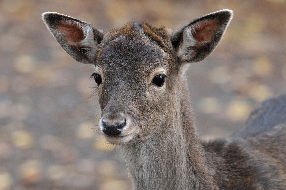 Damwild-Kind: Von Anfang an mit großen Ohren