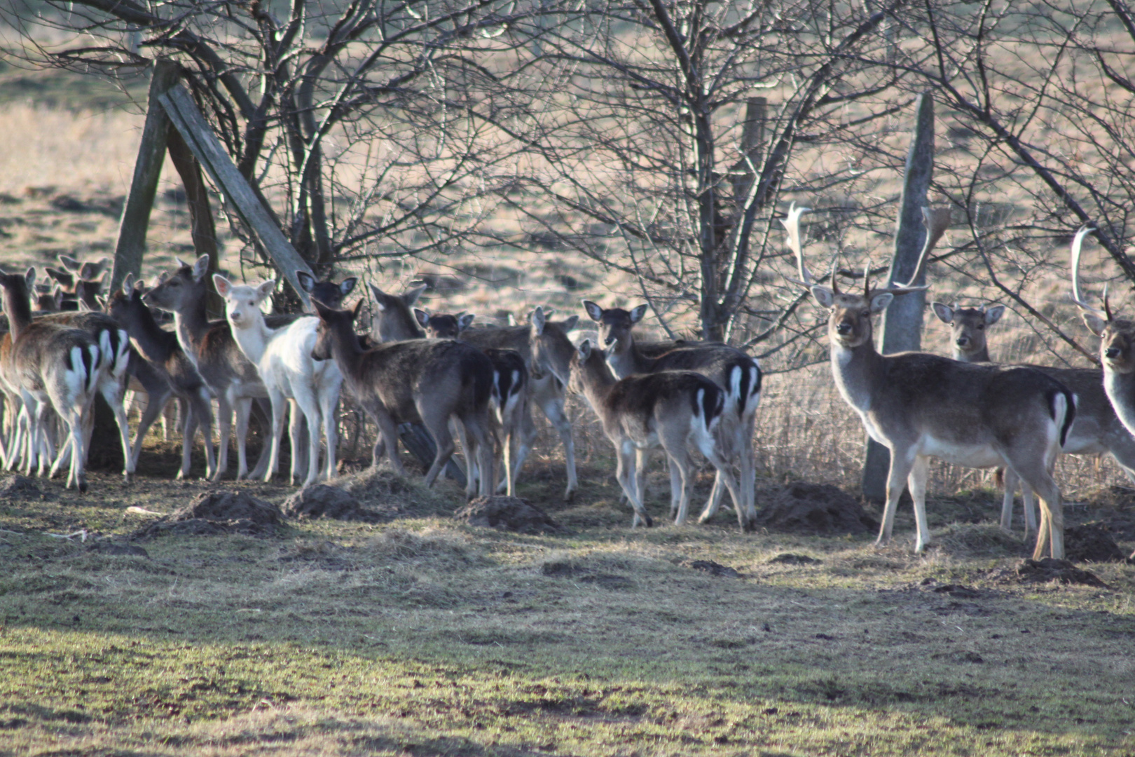 Damwild mit Albino