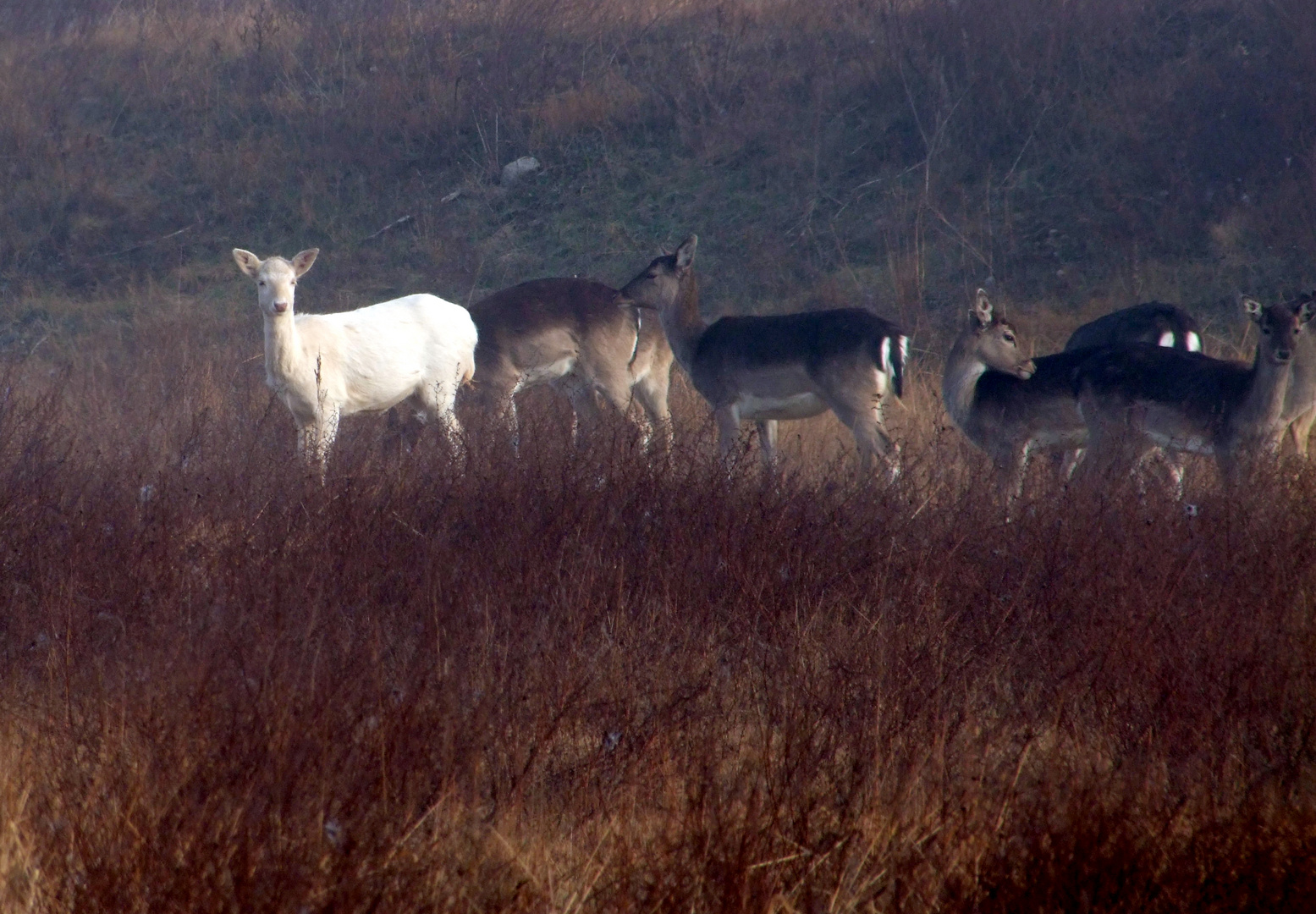 Damwild mit Albino