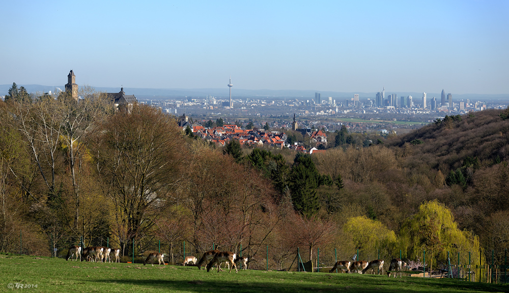 Damwild mit Malerblick