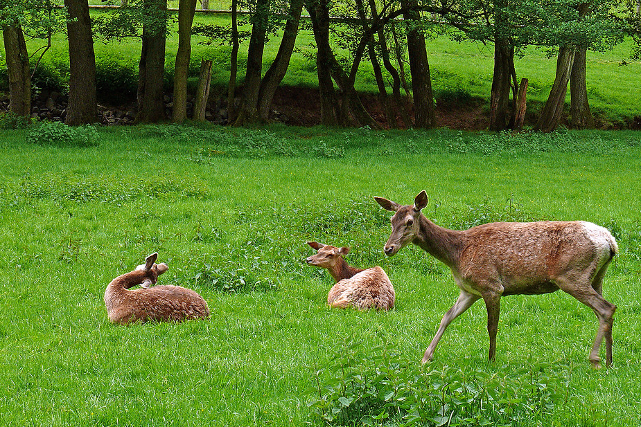 Damwild mit Nachwuchs