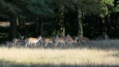 Damwild Rudel - Weibchen