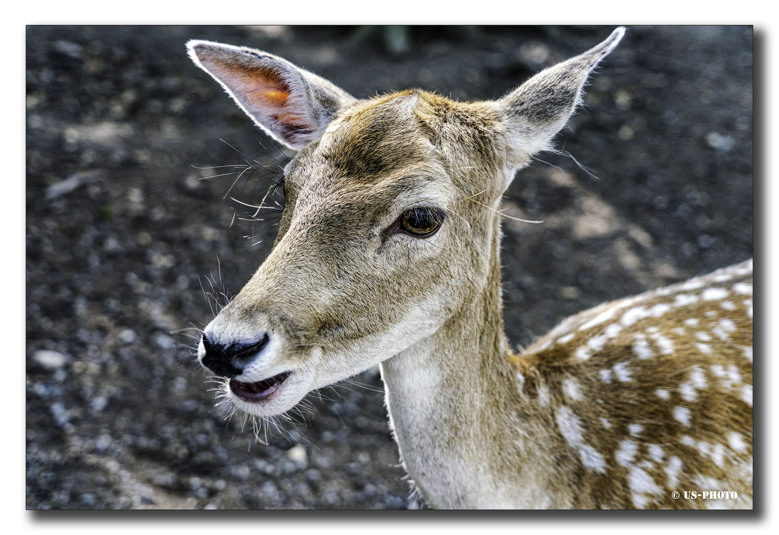 Damwild - Tierpark Essehof