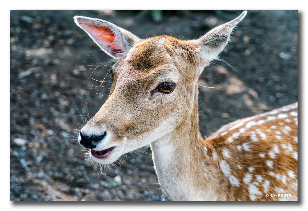 Damwild - Tierpark Essehof