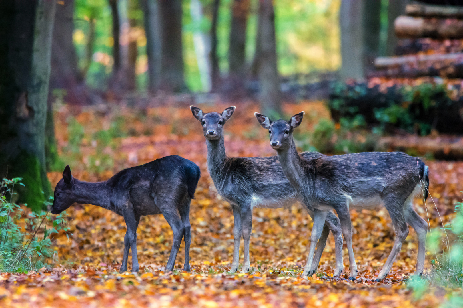 Damwild Trio