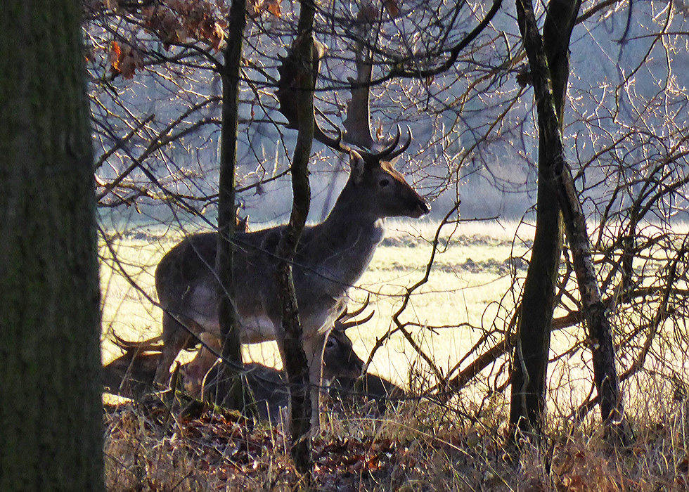 Damwild und Raureif